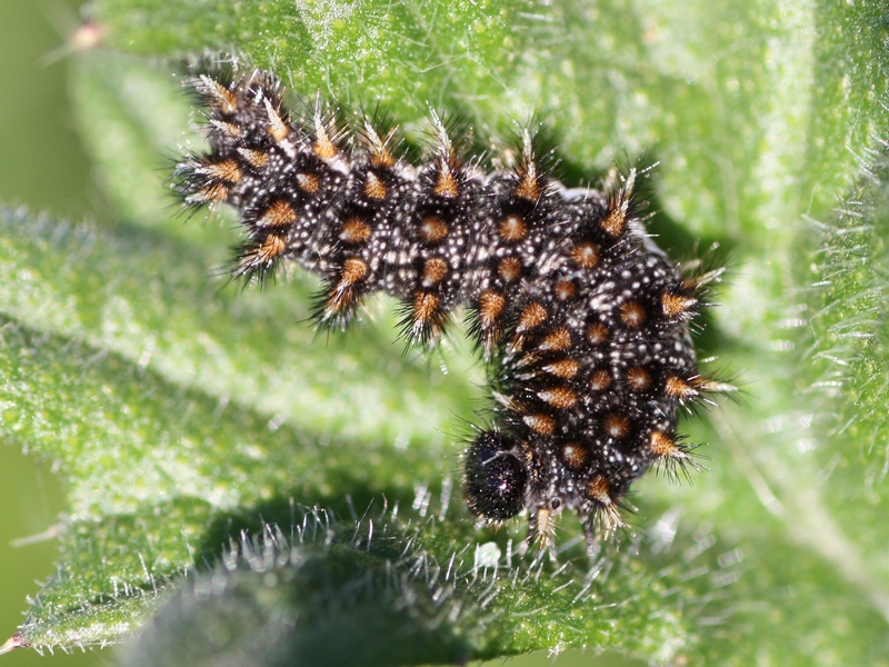 Bruco da ID - Melitaea phoebe, Nymphalidae